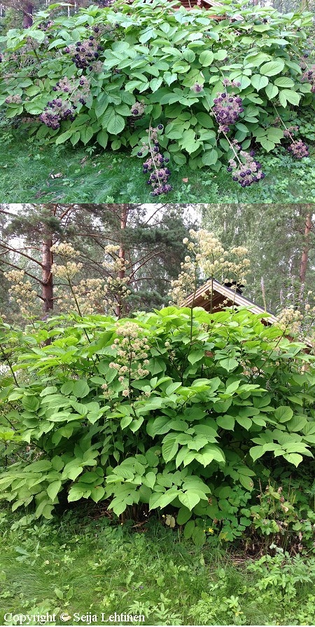 Aralia continentalis, mantsurianaralia